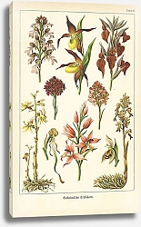 Постер Einheimische Orchideen