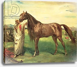 Постер Чассеро Теодор Hadji, an Arabian Stallion, 1853