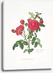 Постер Лоуренс Мэри Rosa centifolia3