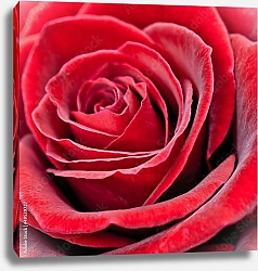 Постер Красная роза 2