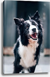 Постер Веселая черно-белая собачка