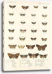 Постер Годман Фредерик Insecta Lepidoptera-Heterocera Pl 029