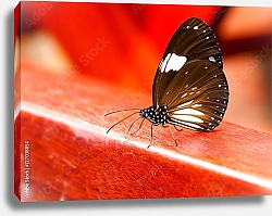 Постер Красивая чёрная бабочка на красном фоне