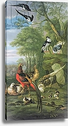 Постер Кастилс Питер Cock pheasant, hen pheasant and chicks and other birds in a classical landscape