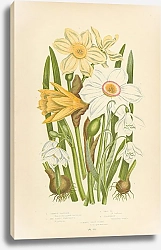 Постер Common Daffodil, The Poets Narcissus, Pale n., Snowdrop, Summer Snow Flake