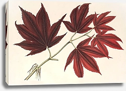 Постер Лемер Шарль Acer palmatum sanguineum
