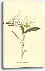 Постер Epidendrum Umbellatum