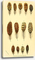 Постер Feathers of Scotch Grouse 2