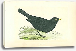 Постер Blackbird 4
