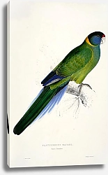 Постер Parrots by E.Lear  #14