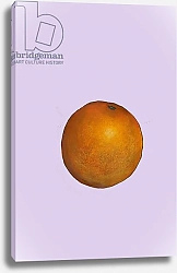 Постер Томпсон-Энгельс Сара (совр) Orange 1