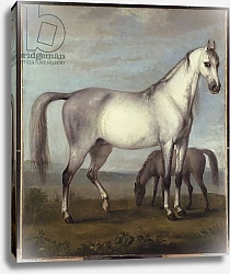 Постер Тилеманс Питер A Grey Mare and a Foal in an Extensive Hilly Landscape