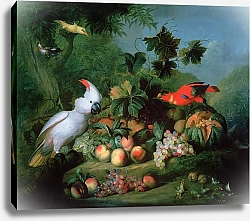 Постер Богдани Якоб Fruit and Birds