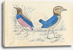 Постер Birds 4