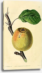 Постер Яблоко Золотой пепин Франклина