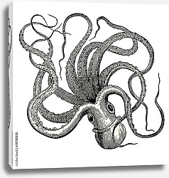 Постер Осьминог (Octopus vulgaris)