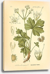 Постер Flora von Deutschland №10