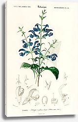 Постер Шалфей отклонённый (Salvia patens)