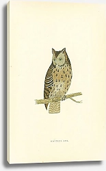 Постер Mottled Owl 3