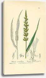 Постер Setaria Verticillata. Rough Bristle-grass 1