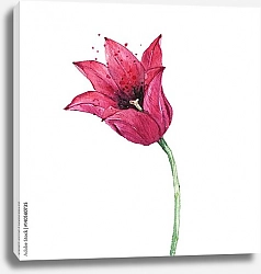 Постер Красный цветок тюльпана на белом фоне