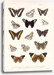 Постер Годман Фредерик Insecta Lepidoptera-Rhopalocera Pl 031