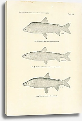 Постер Nelsons's Whitefish, The Round Whitefish, The Inconnu
