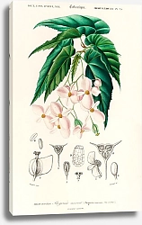 Постер Бегония (Begonia incarnata) 