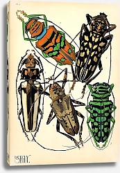 Постер Insects by E. A. Seguy №15