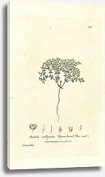 Постер Radiola milligrana. Thyme-leaved Flax-seed 1