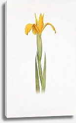 Постер Iris aurea