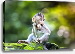 Постер Маленькая обезьянка кушает фрукт