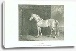 Постер Colonel. One of Her Majestys State Cream-Coloured Horses 1