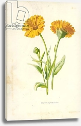 Постер Хулм Фредерик (бот) Common Marigold