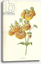 Постер Хулм Фредерик (бот) Calceolaria