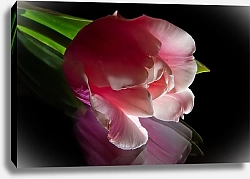 Постер Розовый тюльпан на зеркальной поверхности