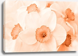 Постер Нежные цветы нарцисс, макро