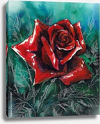 Постер Красная роза в изумрудной листве, акварель