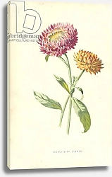 Постер Хулм Фредерик (бот) Everlasting Flower