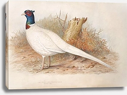 Постер Common Pheasant (male)