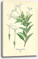 Постер Bouvardia Longiflora