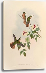 Постер Campylopterus Hyperythrus