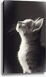 Постер Маленький серый котенок