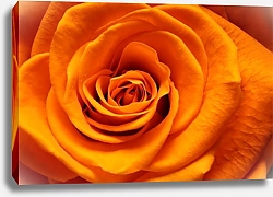 Постер Оранжевая роза макро