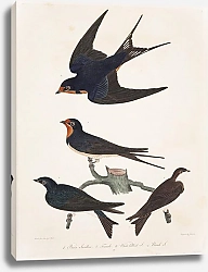 Постер Птицы Америки Уилсона 39