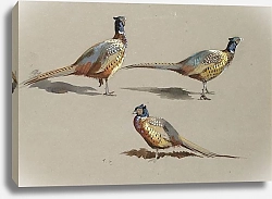 Постер Studies of a cock pheasant