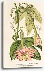 Постер Лемер Шарль Tacsonia quitensis var. eriantha