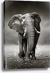 Постер Идущий слон