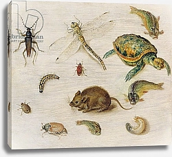 Постер Брейгель Ян Младший  A Study of Insects, Sea Creatures and a Mouse