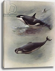 Постер Торнбурн Арчибальд (Бриджман) Killer, Pilot Whale